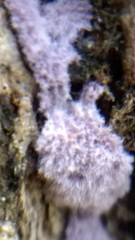 Hypochnella violacea image