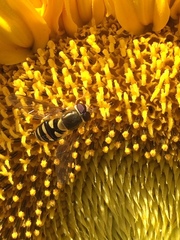 Syrphus opinator