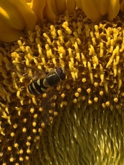 Syrphus opinator