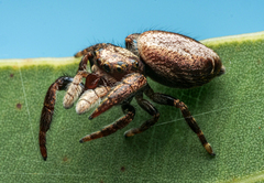 Salticidae