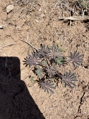 Lupinus succulentus
