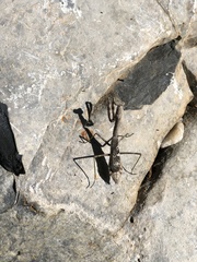 Stagmomantis carolina