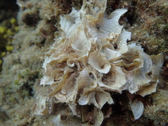 Padina pavonica