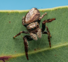 Salticidae