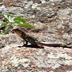 Crotaphytus collaris
