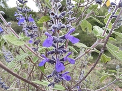 Salvia melissodora