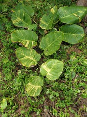 Epipremnum aureum