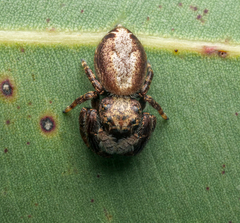 Salticidae