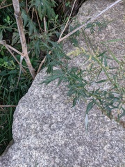Artemisia verlotiorum