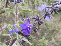 Salvia melissodora