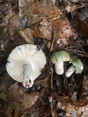 Heterophyllidia