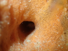 Spirastrella cunctatrix