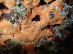 Spirastrella cunctatrix