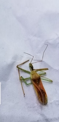 Zelus renardii