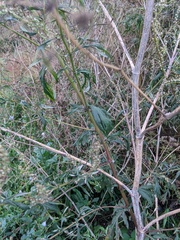 Artemisia verlotiorum