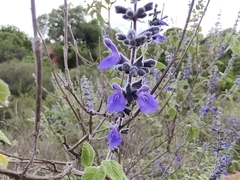 Salvia melissodora