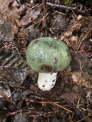Heterophyllidia