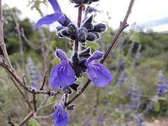 Salvia melissodora