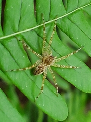 Dolomedes tenebrosus