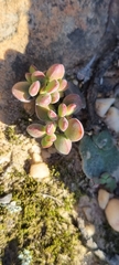 Crassula atropurpurea