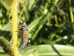 Coccinella septempunctata