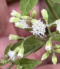 Ageratina aromatica