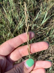 Elymus smithii