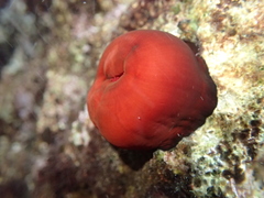 Actinia mediterranea