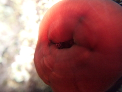 Actinia mediterranea