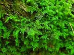 Thuidium delicatulum