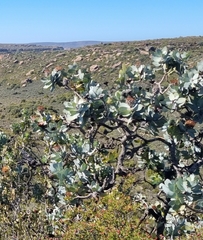 Protea nitida