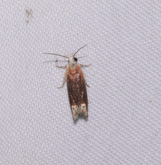 Eucosma raracana