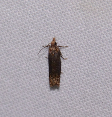 Eucosma ochroterminana