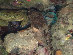 Scorpaena porcus