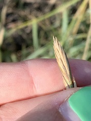 Elymus smithii