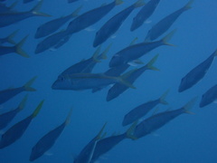 Mulloidichthys vanicolensis