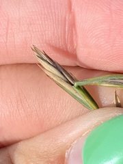 Elymus smithii
