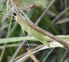 Oecanthus quadripunctatus