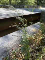 Artemisia absinthium