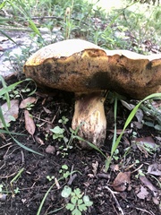 Boletus edulis