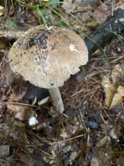 Amanita rhacopus