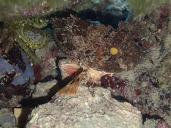 Scorpaena porcus