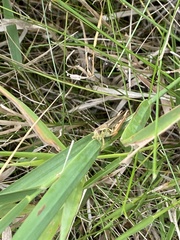 Pseudochorthippus curtipennis