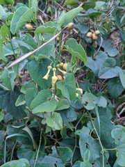 Aristolochia clematitis