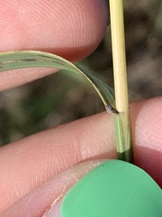 Elymus smithii