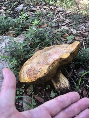 Boletus edulis