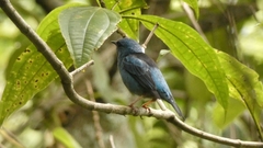 Dacnis cayana