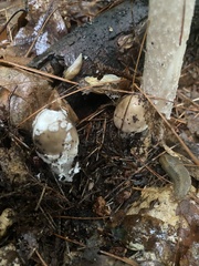 Amanita rhacopus