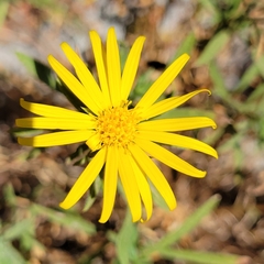 Heterotheca stenophylla