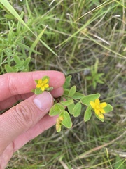 Hypericum punctatum